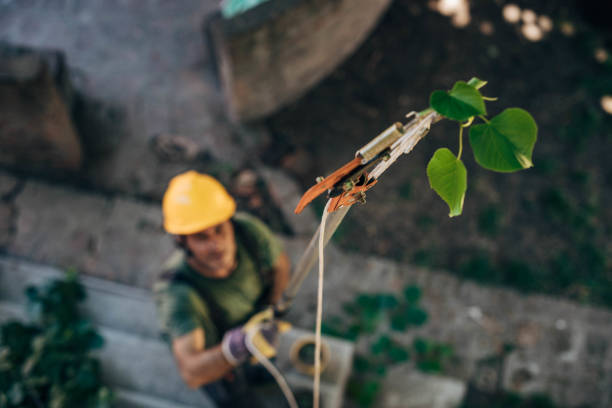 Best Tree Trimming and Pruning  in Weddington, NC